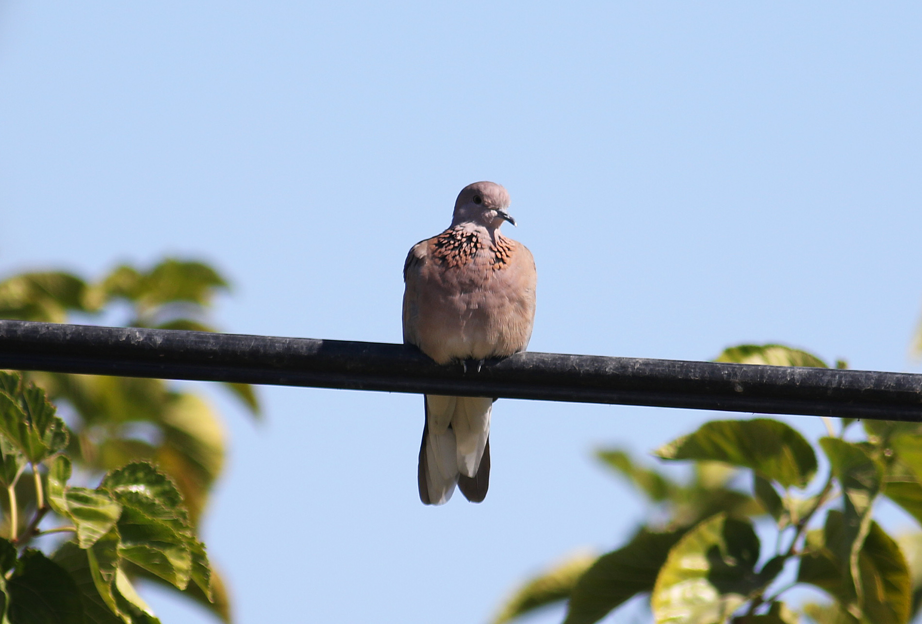 Laughing Dove